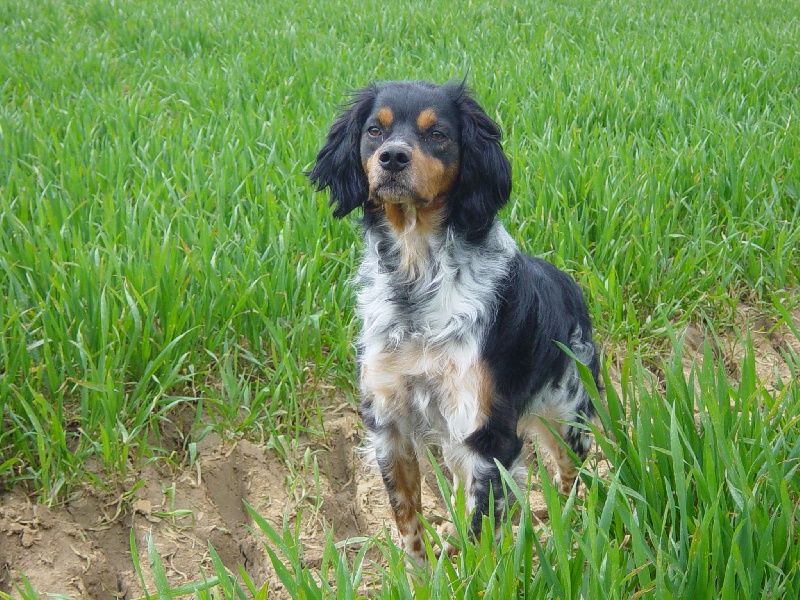 CH. TR. Brunhilde de l enclos du chateau