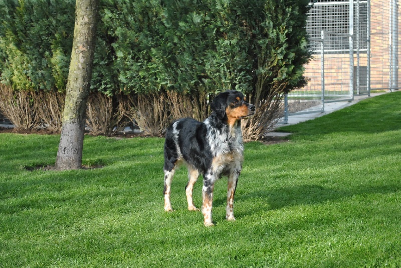 CH. TR. Brunhilde de l enclos du chateau