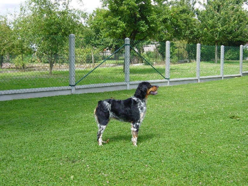 CH. TR. Brunhilde de l enclos du chateau