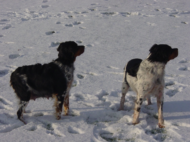MES CHIENS